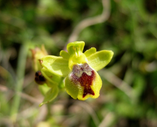 Si tratta di Ophrys sicula??